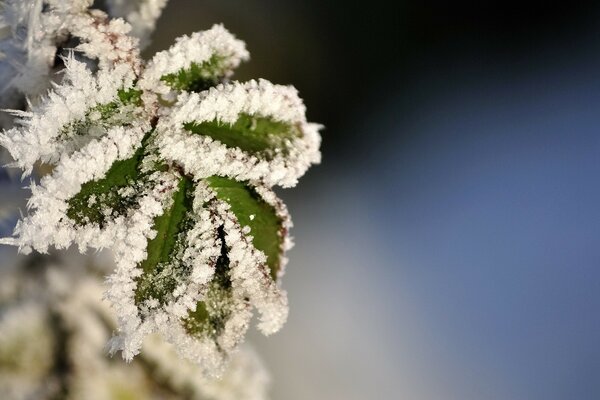 Green leaves in ice crystals