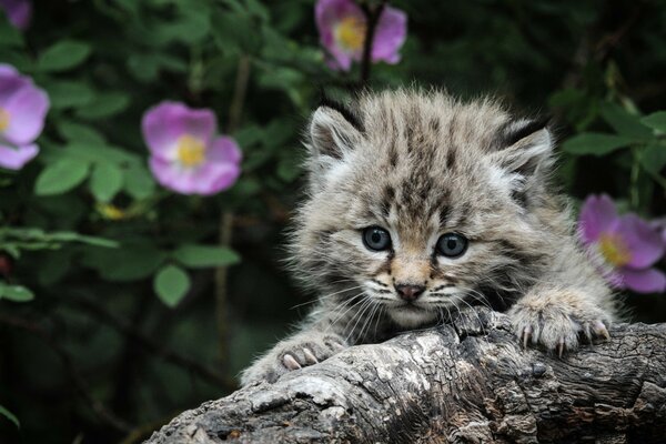 Gatito salvaje en una rama entre las flores