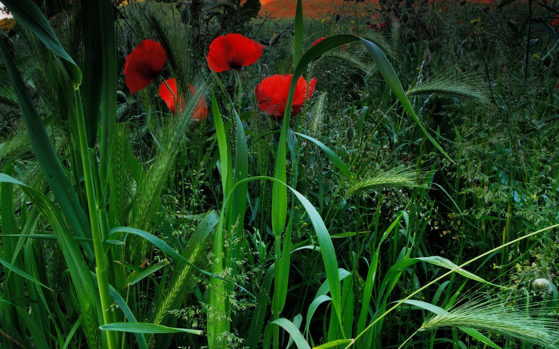 fiori fiore flora natura campo erba giardino estate fieno foglia colore crescita stagione ambiente luminoso all aperto close-up luminoso rurale