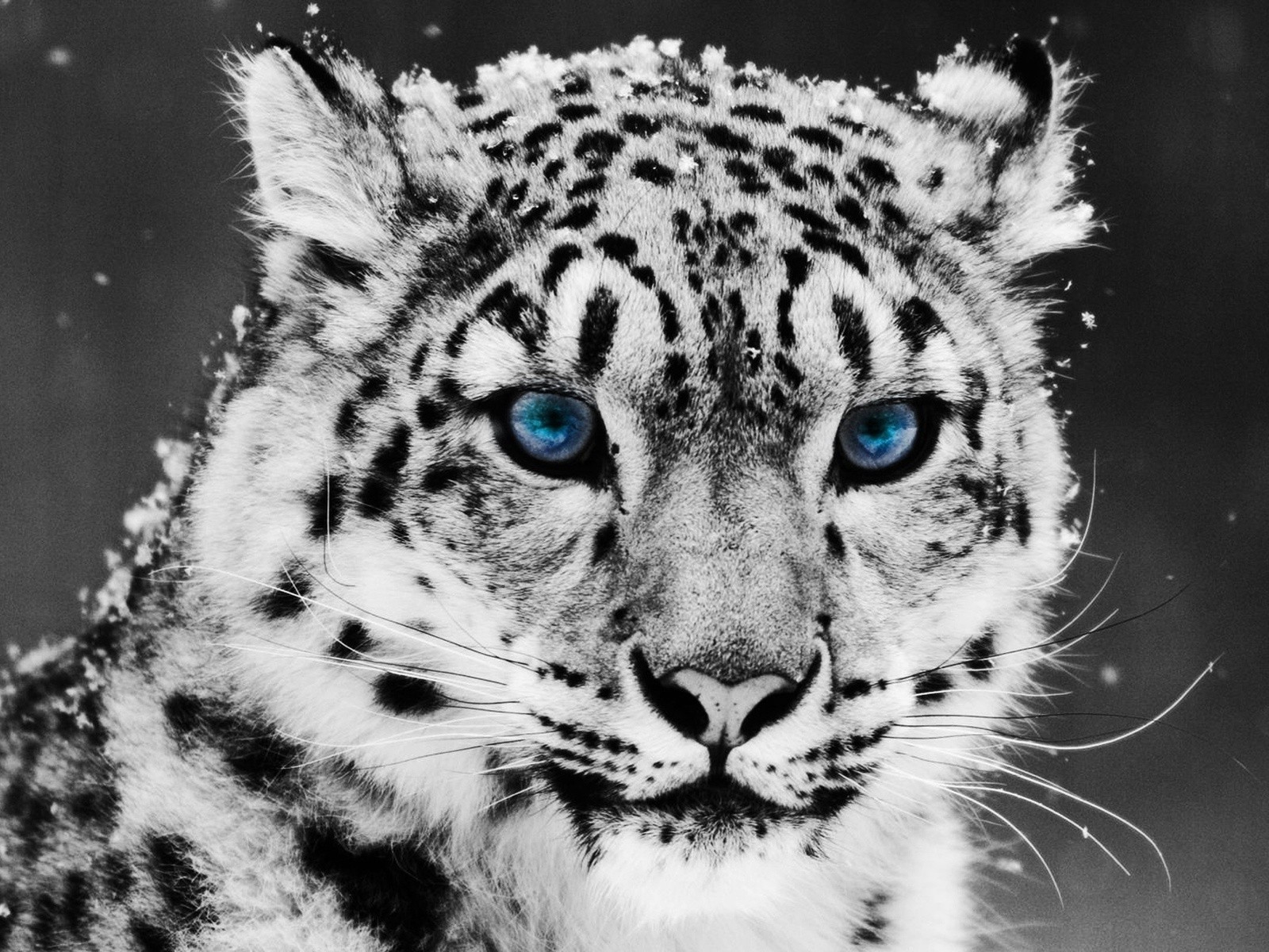 animali gatto fauna selvatica animale mammifero zoo predatore leopardo pelliccia tigre ritratto natura selvaggio occhio mangiatore di carne testa grande