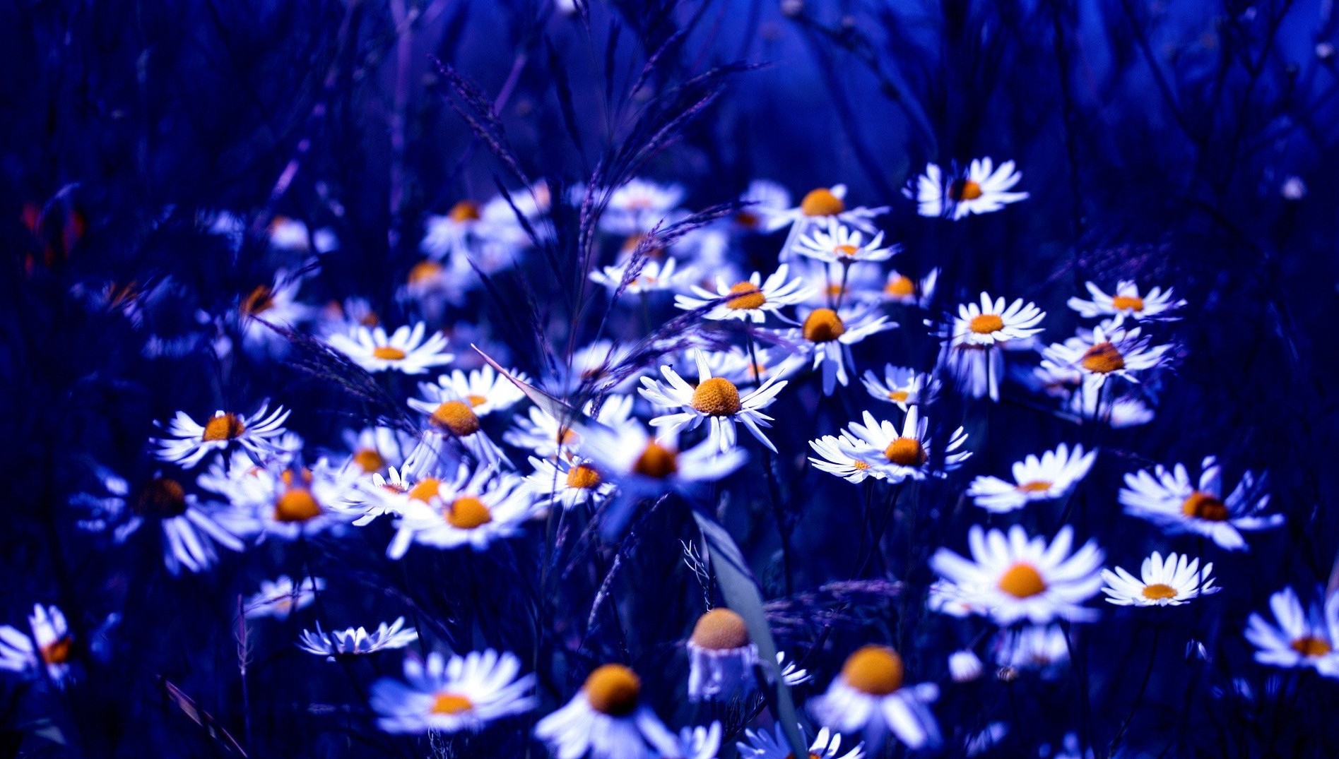 chamomile flower nature bright summer sun color garden flora blooming petal fair weather beautiful outdoors field floral light