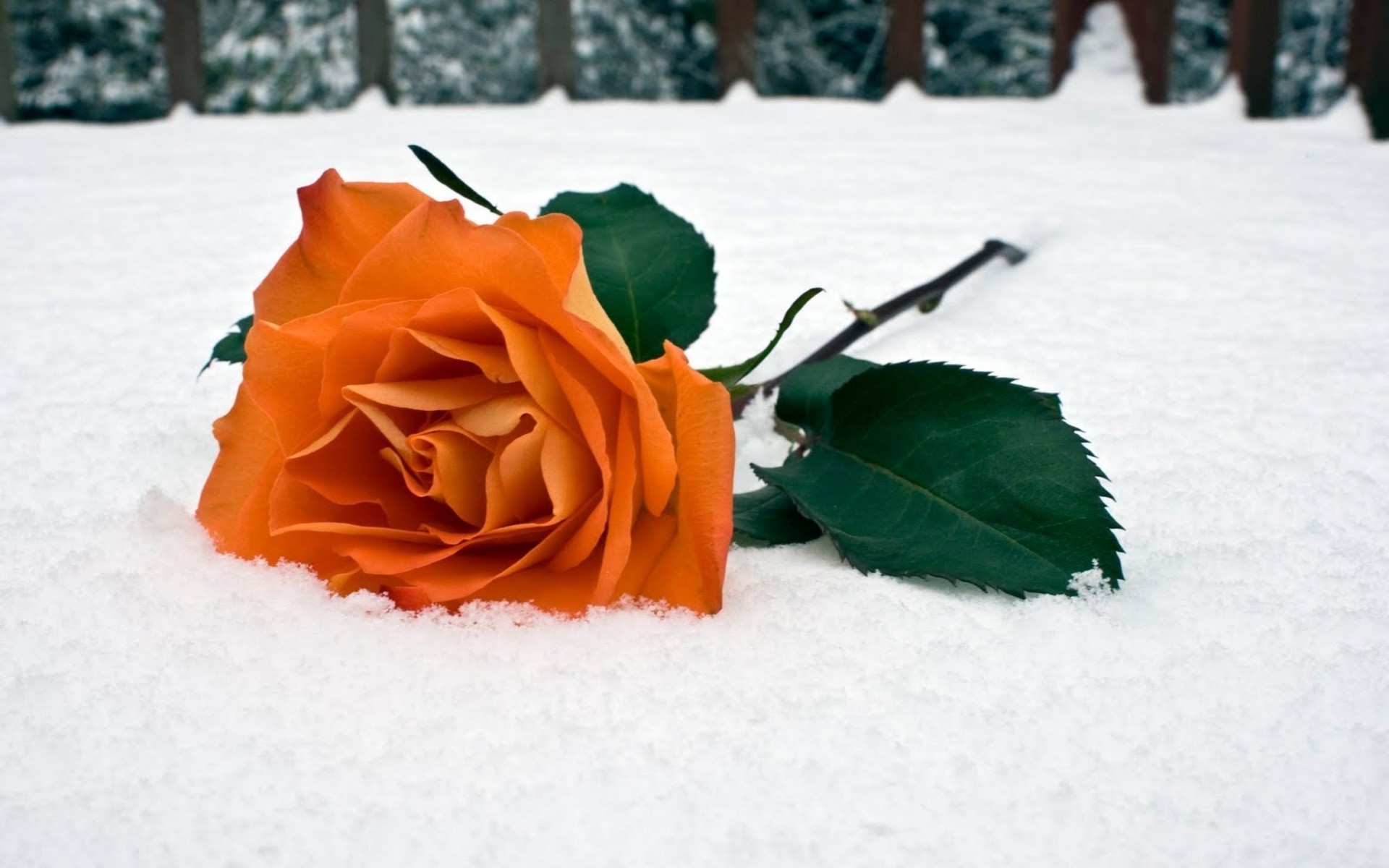 玫瑰 冬天 雪 花 叶 爱 静物 浪漫 自然