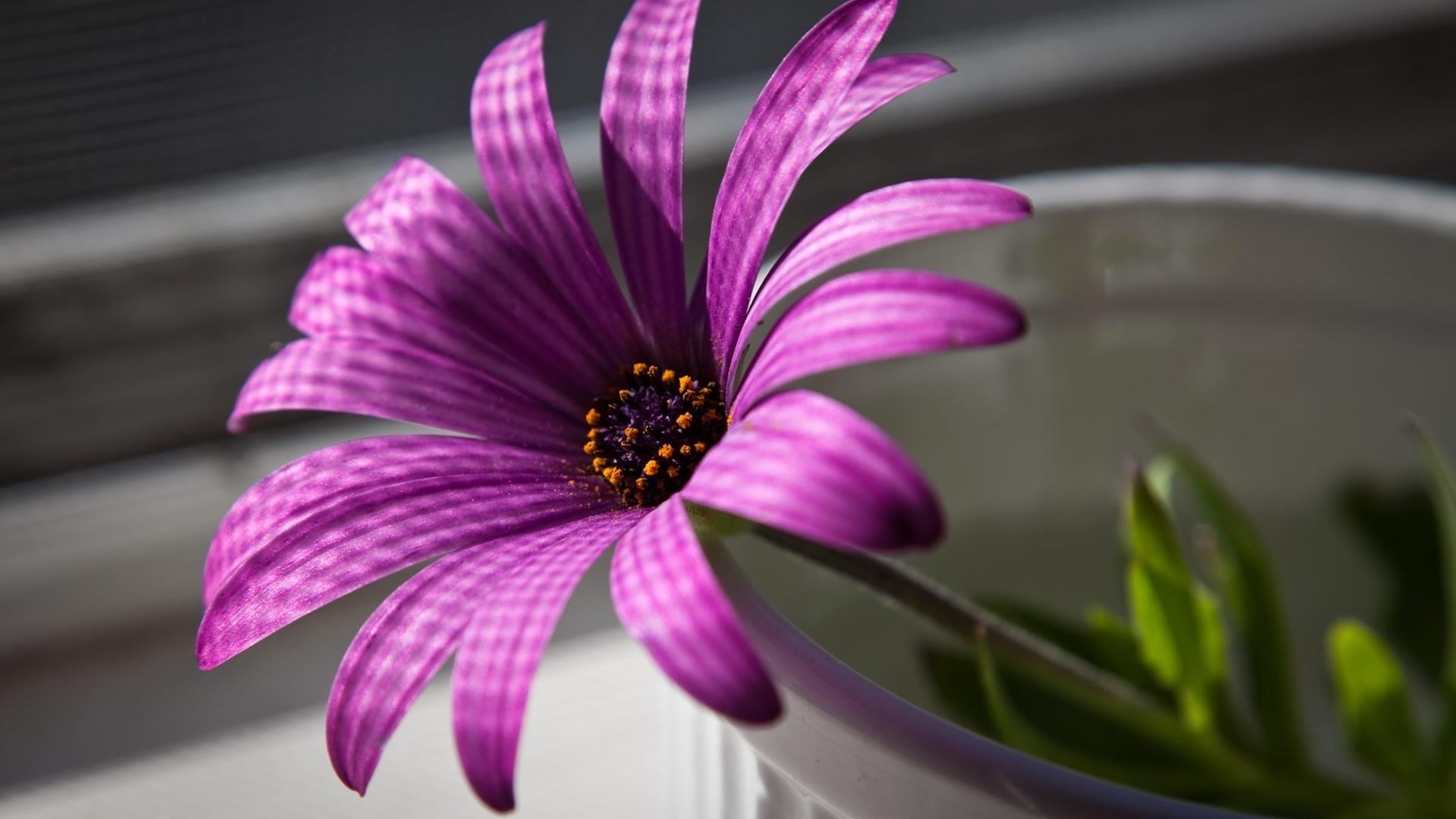 closeup flower nature flora garden summer blooming petal beautiful color leaf close-up floral