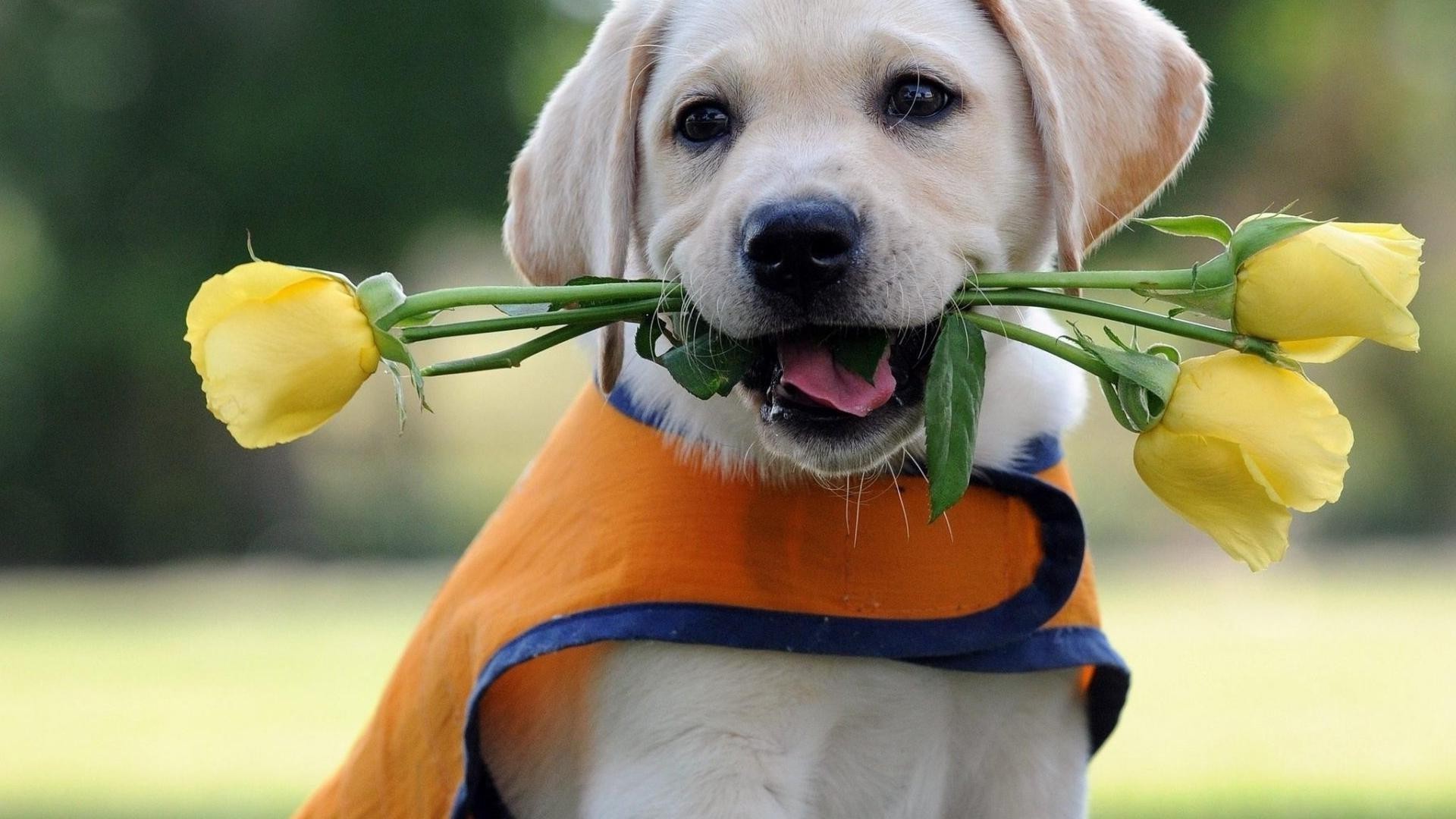 cani carino erba cane natura all aperto piccolo retriever pet estate ritratto giovane parco