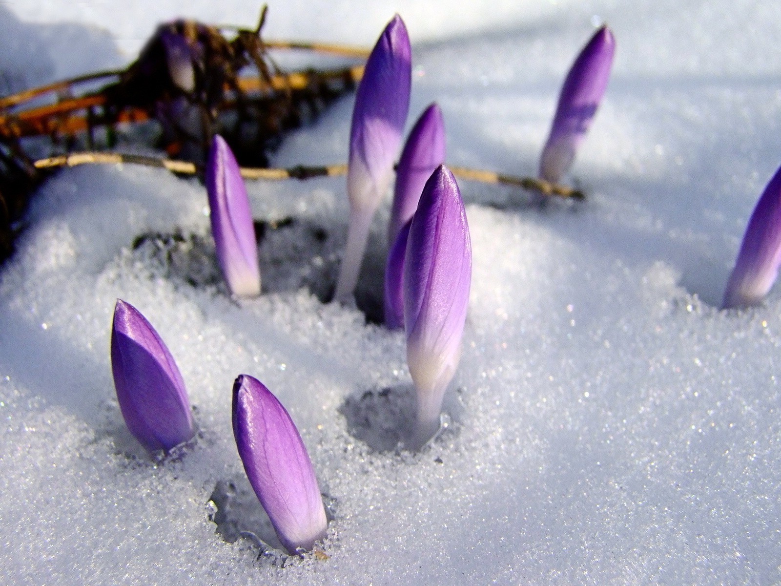 zima śnieg kwiat natura mało płatek krokus sezon zbliżenie kwiatowy zimno