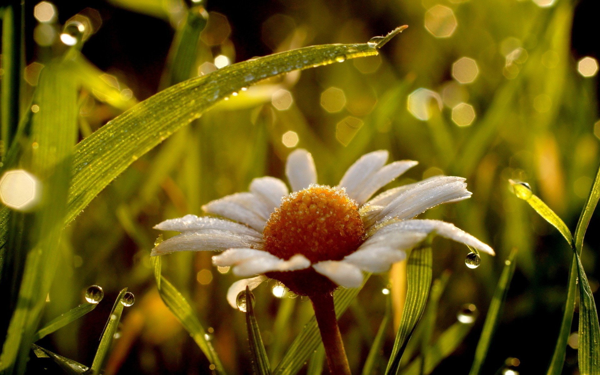 marguerites nature herbe fleur jardin flore été feuille à l extérieur champ soleil beau temps couleur lumineux gros plan