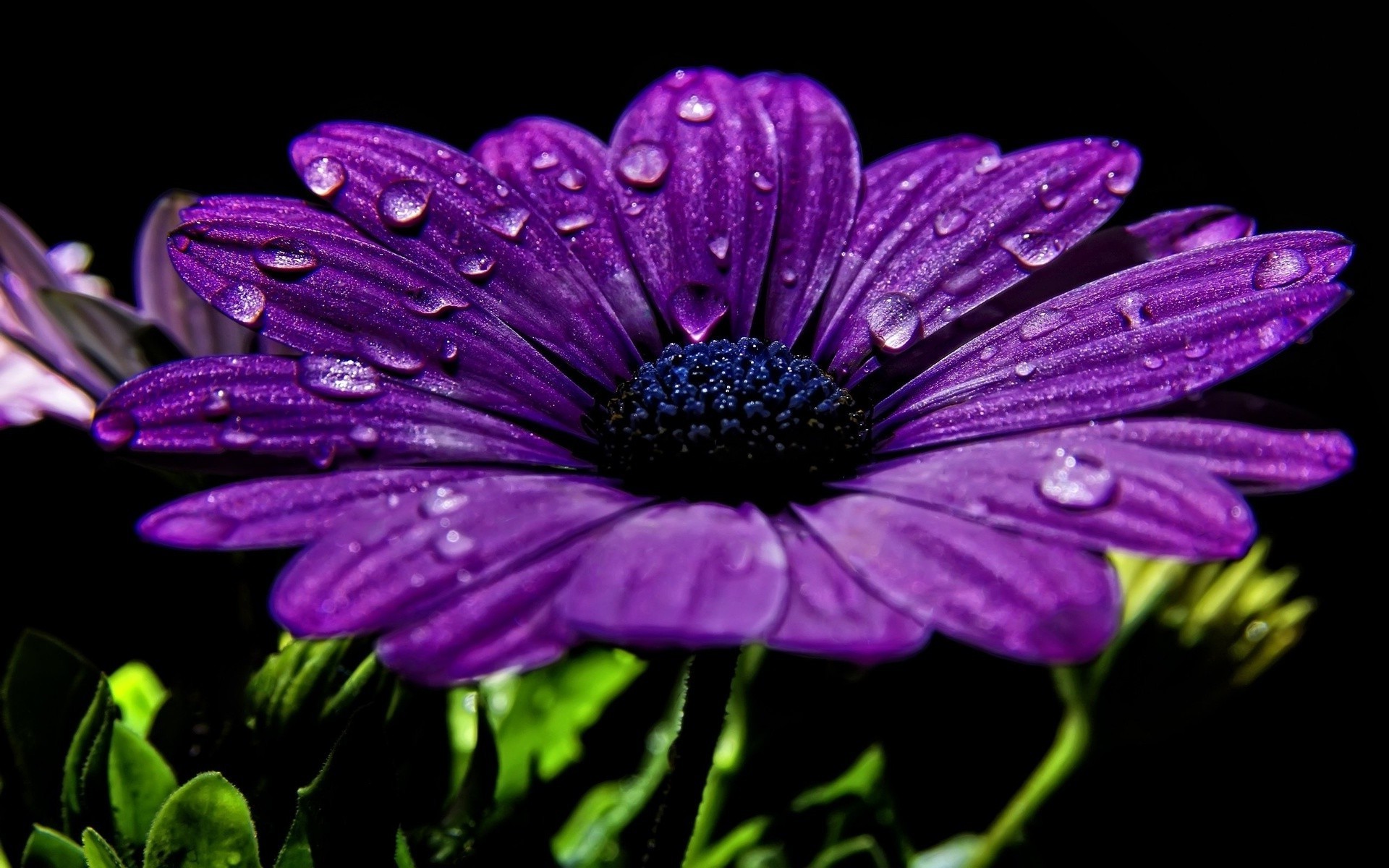 close-up flor natureza flora jardim verão pétala blooming floral cor folha violet bela brilhante close - up botânico temporada