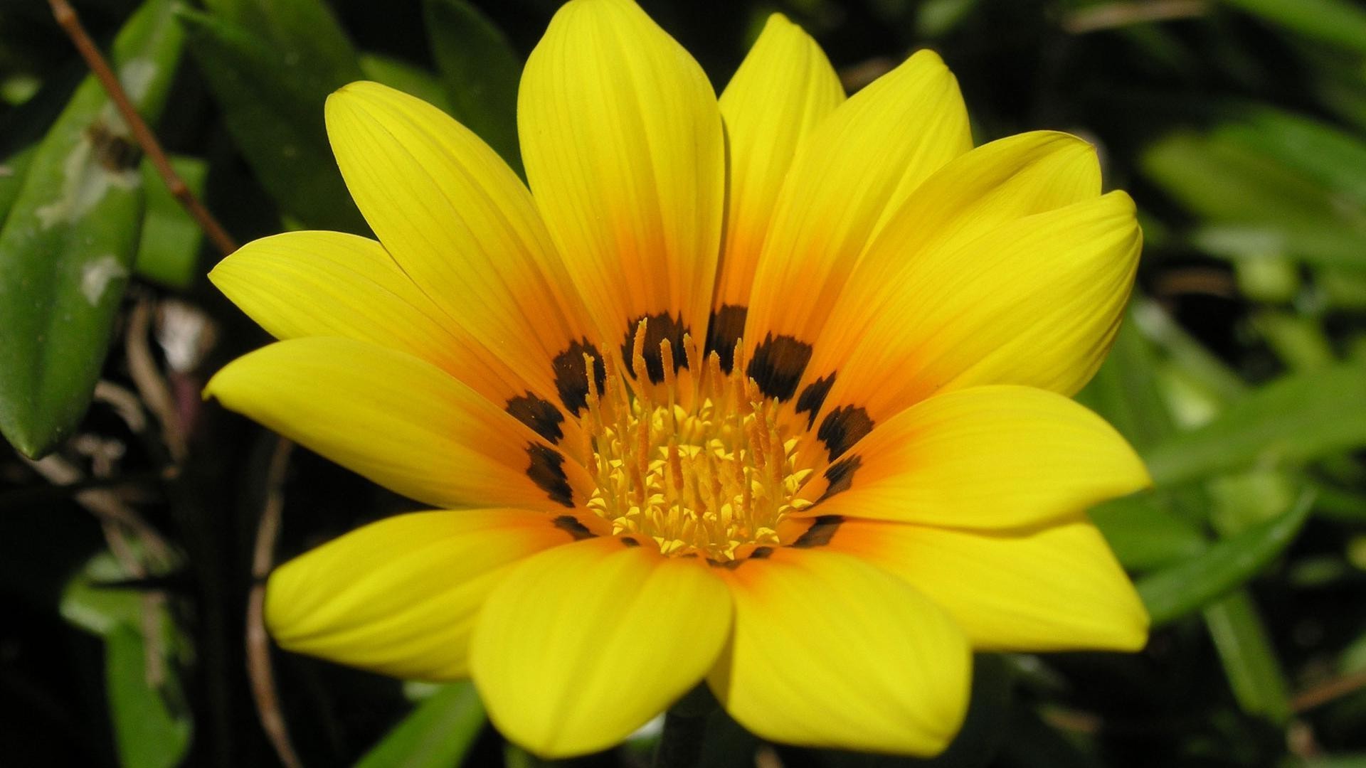 nahaufnahme natur blume flora sommer garten blütenblatt blatt blühen floral hell farbe pollen wachstum saison botanisch schön