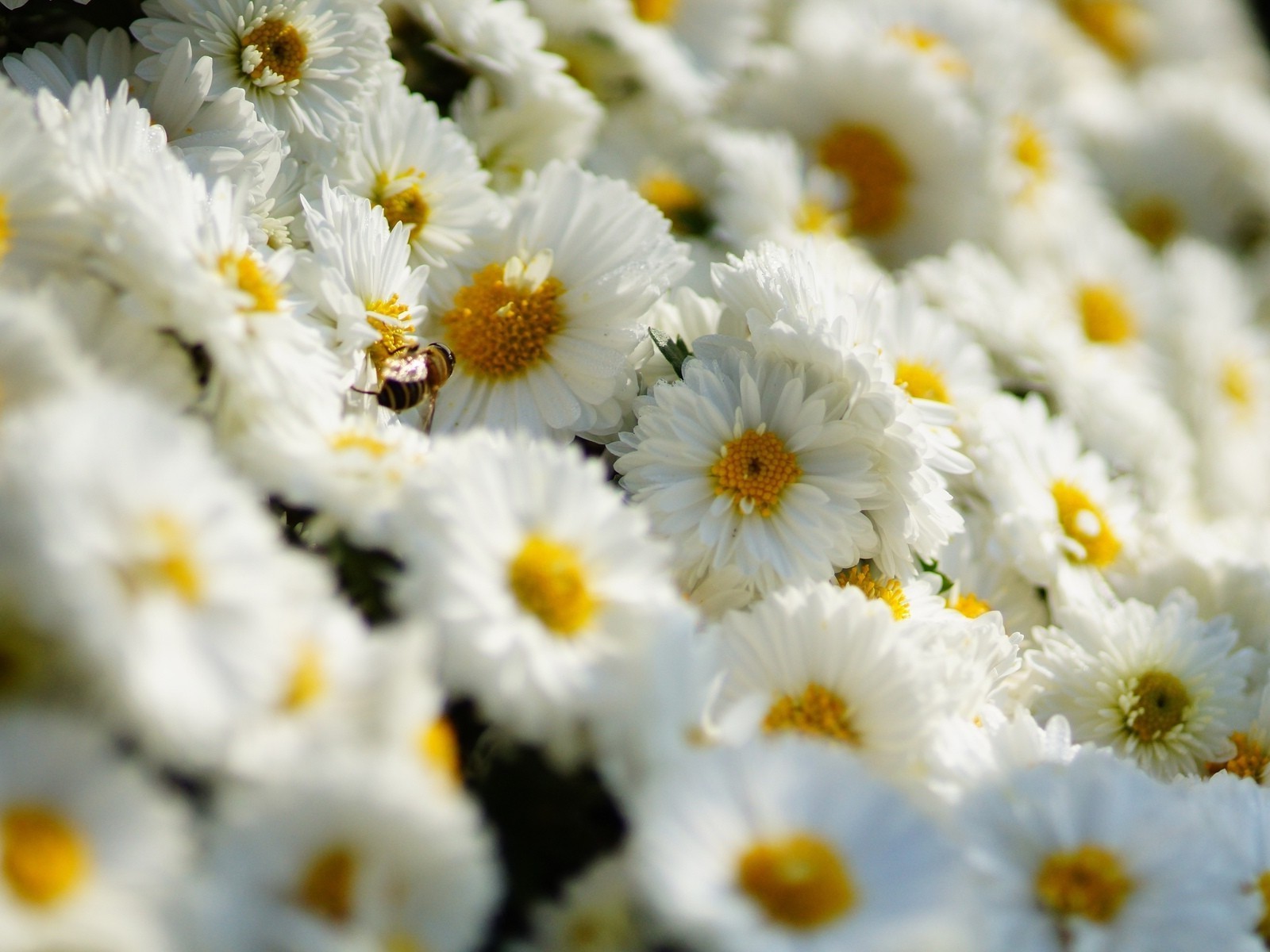 chrysanthemum nature flower flora summer bright floral leaf season garden field petal blooming color close-up chamomile hayfield beautiful bed bouquet