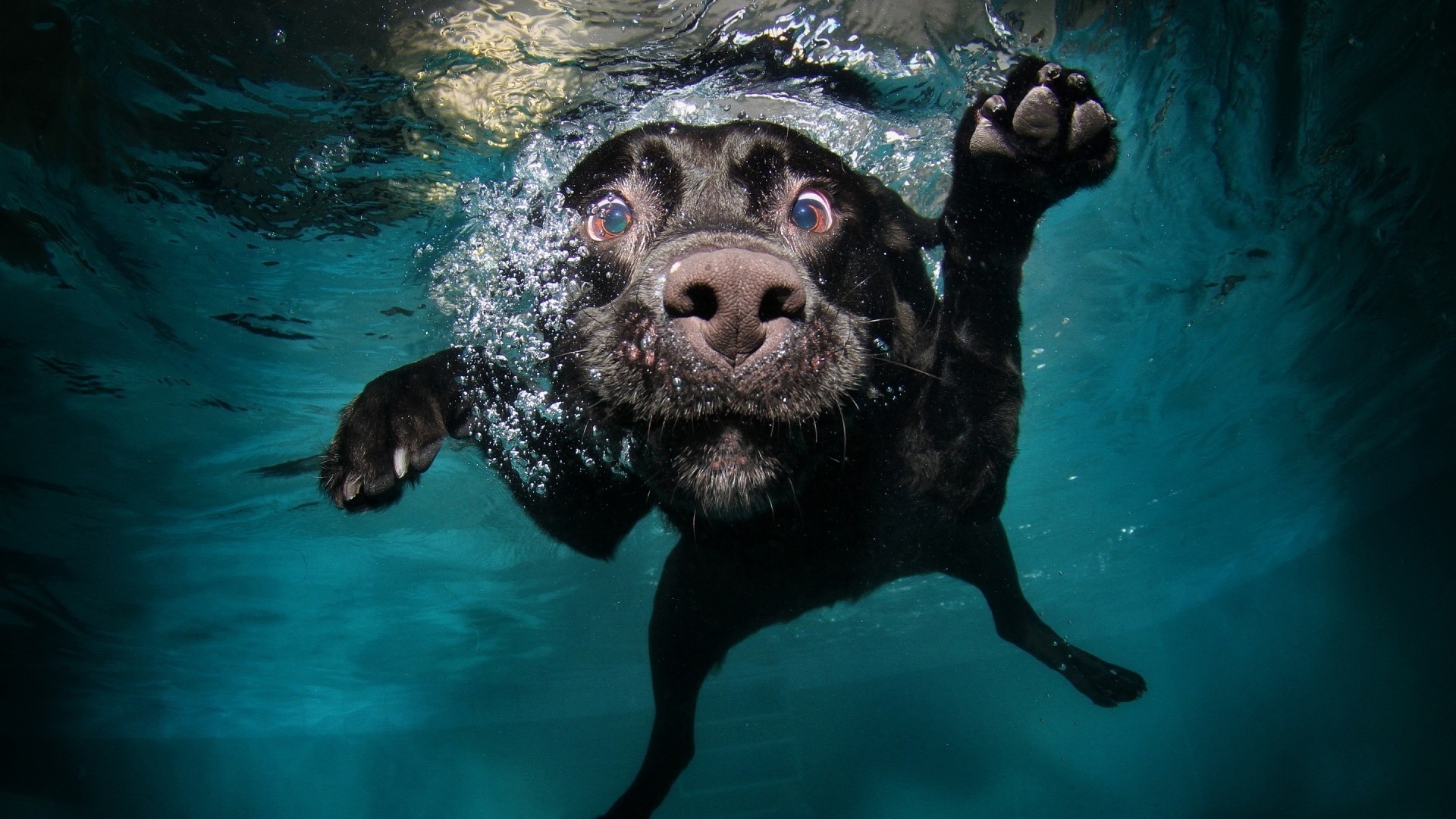 dogs underwater swimming water mammal one