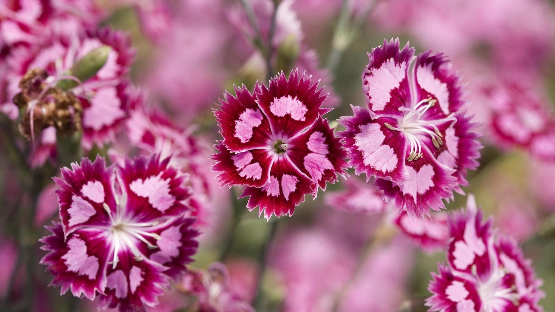 flowers flower nature flora floral garden leaf blooming color summer petal bright close-up beautiful cluster growth season park botanical bouquet