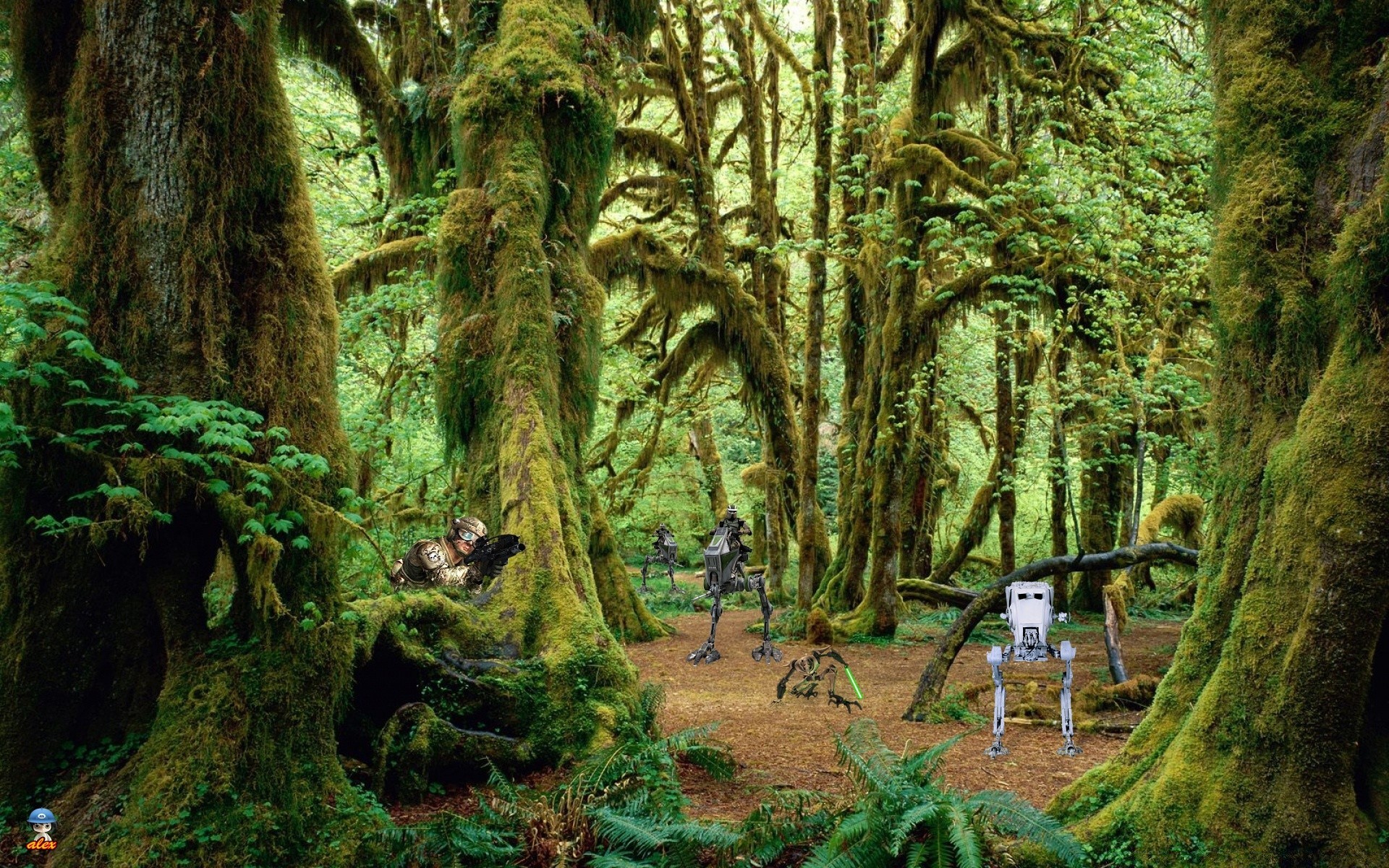 star wars wood tree rainforest leaf nature park jungle environment landscape fern lush moss travel flora outdoors scenic root