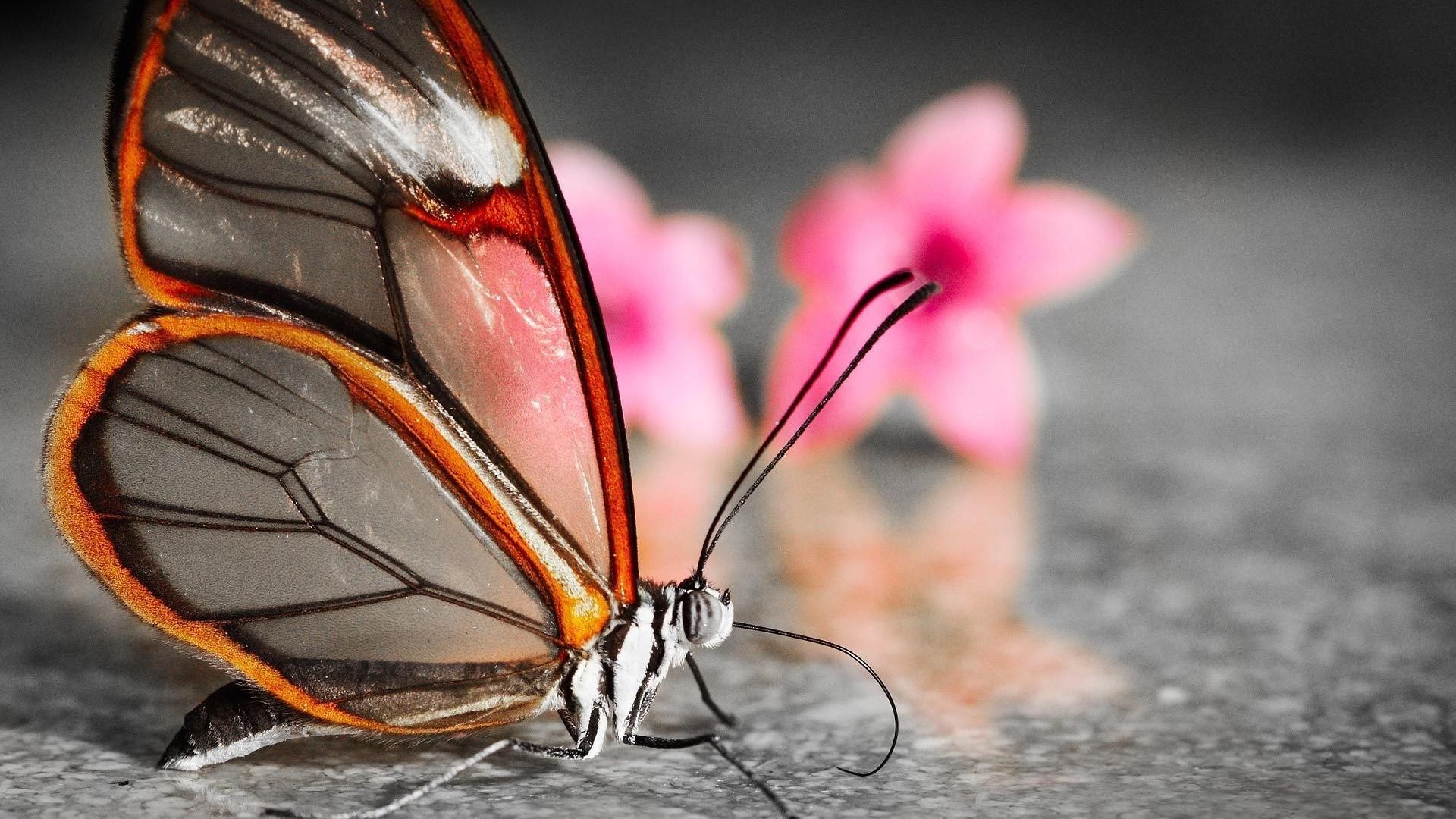 animais borboleta inseto invertebrados natureza ao ar livre sozinho vida selvagem verão asa animal flor luz do dia cor