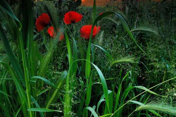 Flores vermelhas mergulhadas no verde