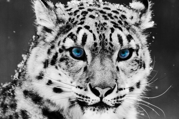 Blue eyes of a wild cat