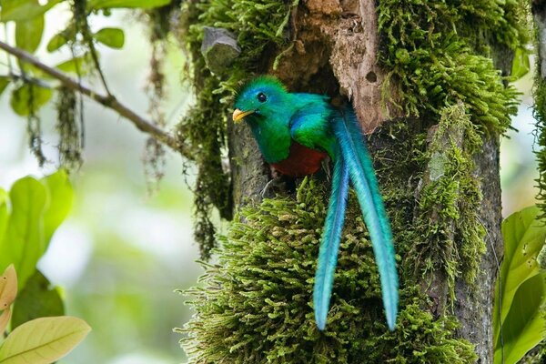 Tropical green bird in the hollow of the turf