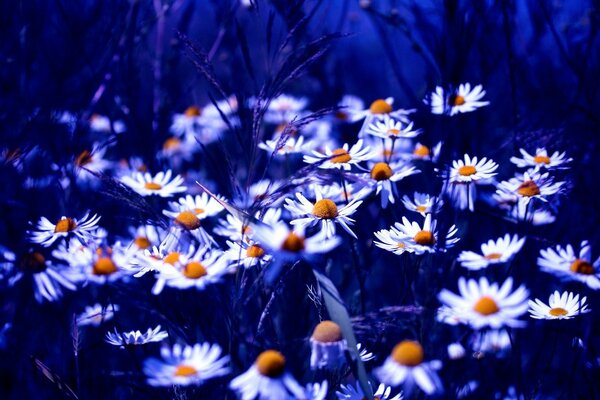 Beautiful daisies on a fascinating background