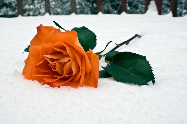 An orange rose is lying on the snow