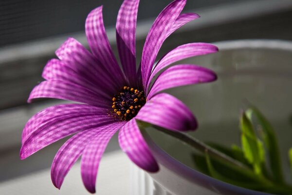 Flor roxa close-up