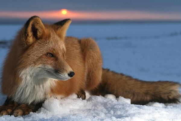 A resting fox on the background of an Arctic sunset