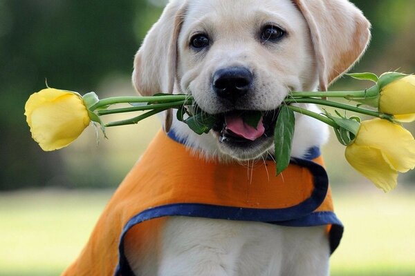 Lindo perro con tulipanes amarillos