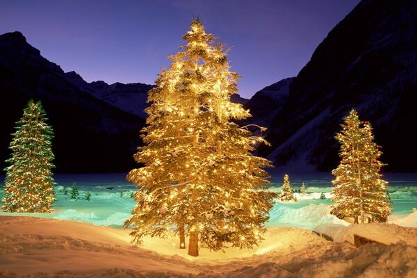 Christmas trees are tense for the New Year in the forest