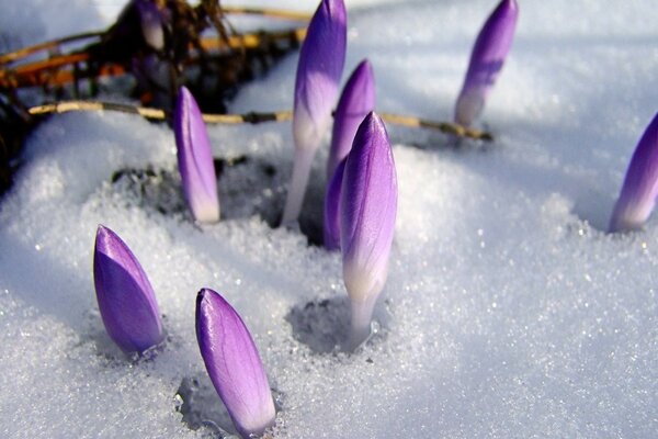 Lila Blüten, die sich durch die Schneekruste schleichen