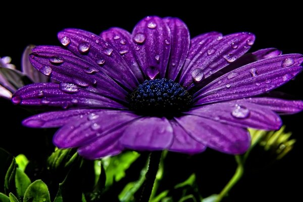 Lila Blume mit Tautropfen auf Blütenblättern