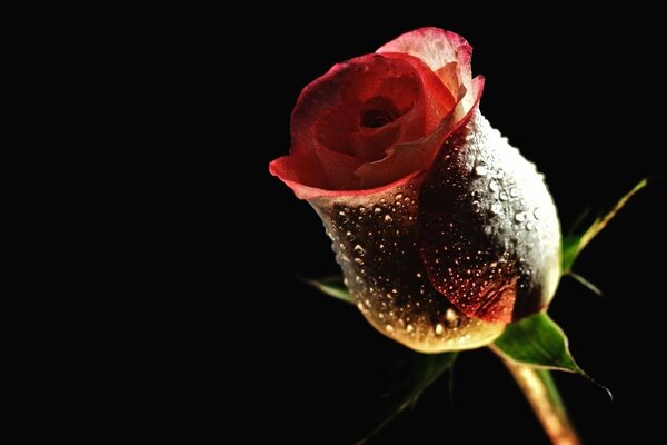 Beautiful rose on a dark background