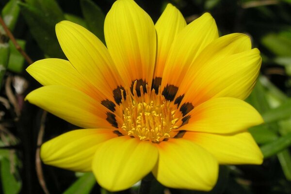 Gros plan de fleur jaune