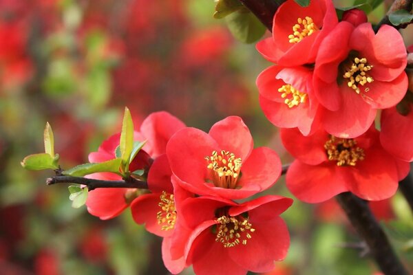 Flores rojas brillantes en una rama de árbol