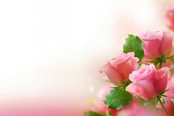 Three pink roses on a pink background
