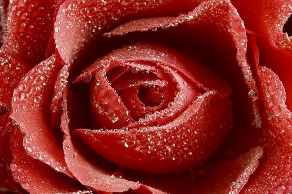 Water droplets on a red rose