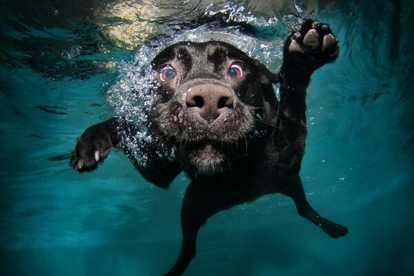 Perro divertido en el agua