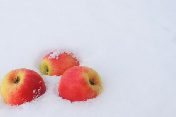 Maçãs na neve branca