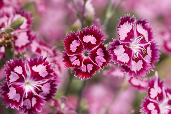 Flores do mundo beleza ao redor