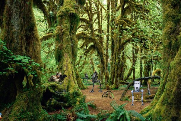 Star Wars ambush in the rainforest