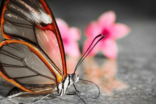 Borboleta bonita com flores cor-de-rosa