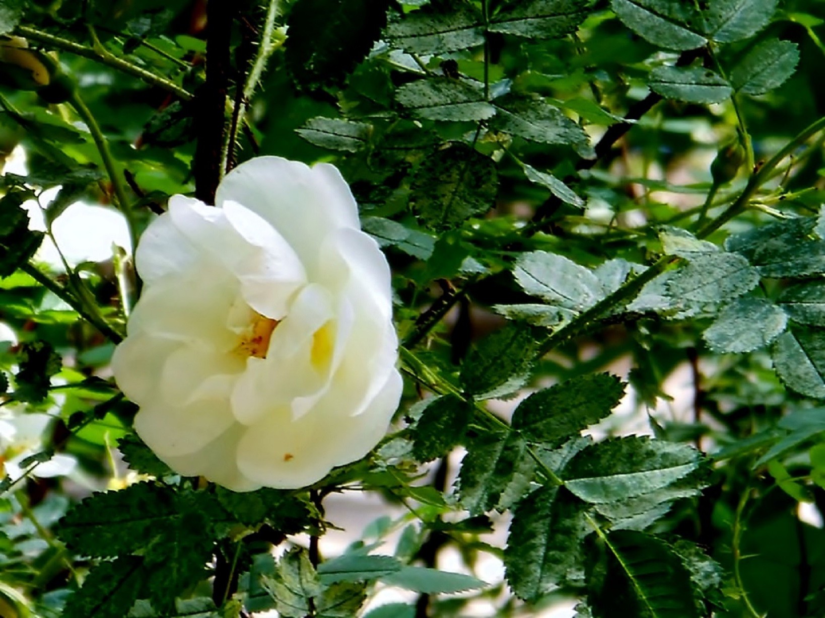 fiori fiore foglia flora natura giardino crescita estate floreale fioritura colore arbusto all aperto luminoso albero primo piano petalo botanico rosa ambiente