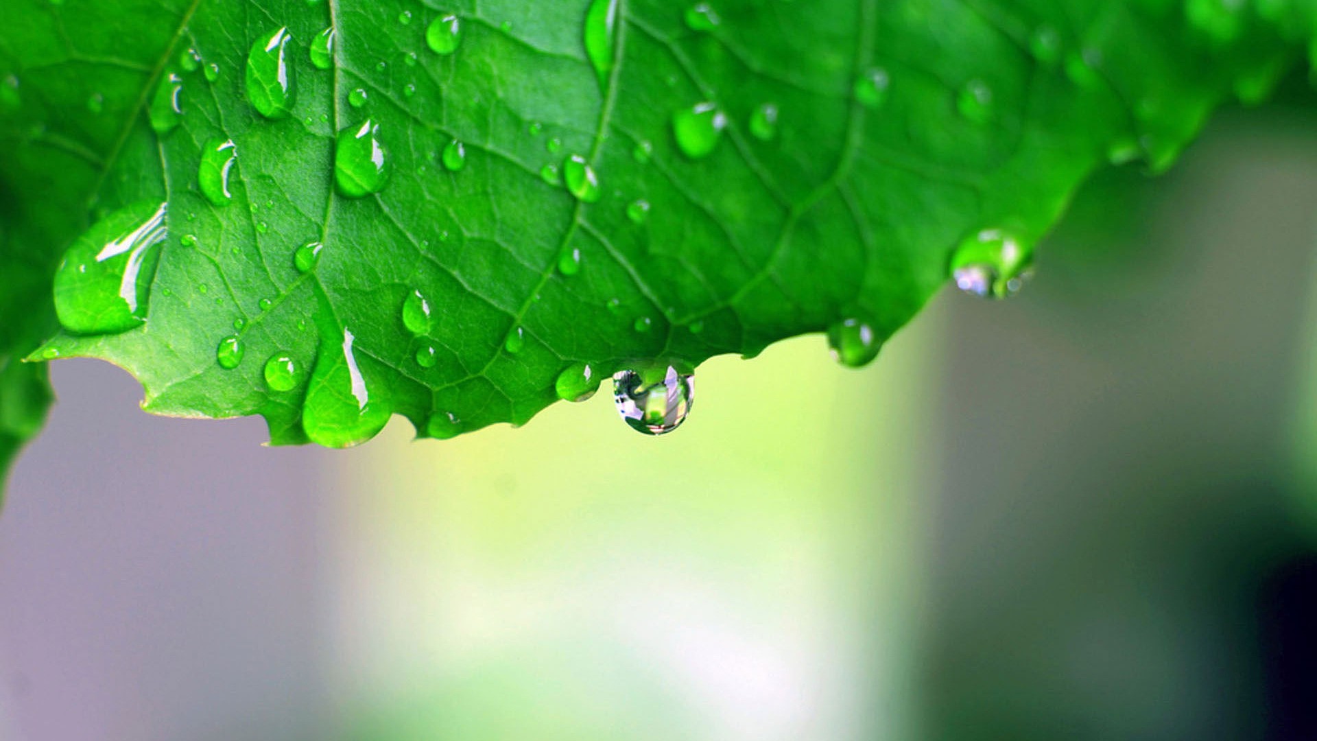 feuilles pluie feuille rosée gouttes chute flore humide gouttes propreté nature environnement jardin eau croissance ecologie été luxuriante fraîcheur