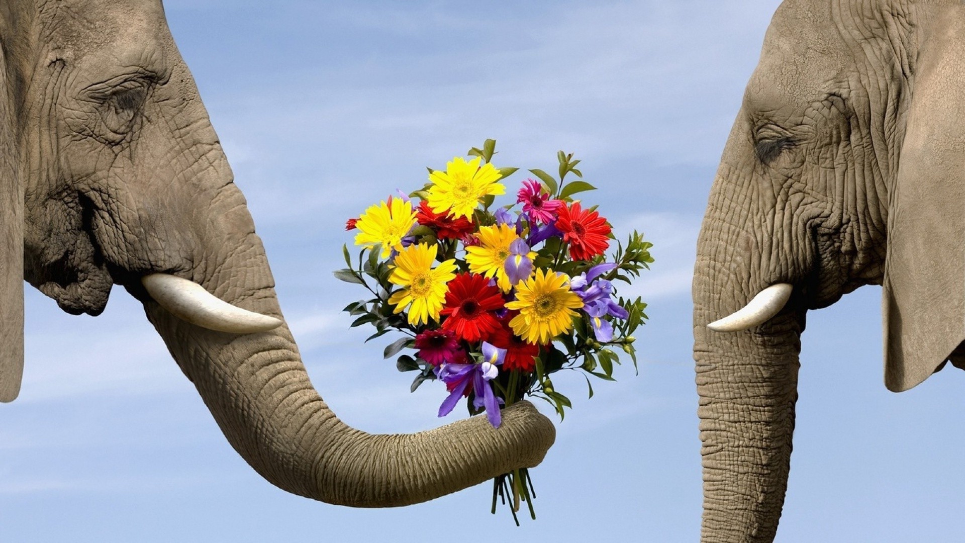 elefanten elefant reisen kofferraum katze himmel skulptur natur im freien statue kopf symbol groß groß tourismus kultur säugetier religion