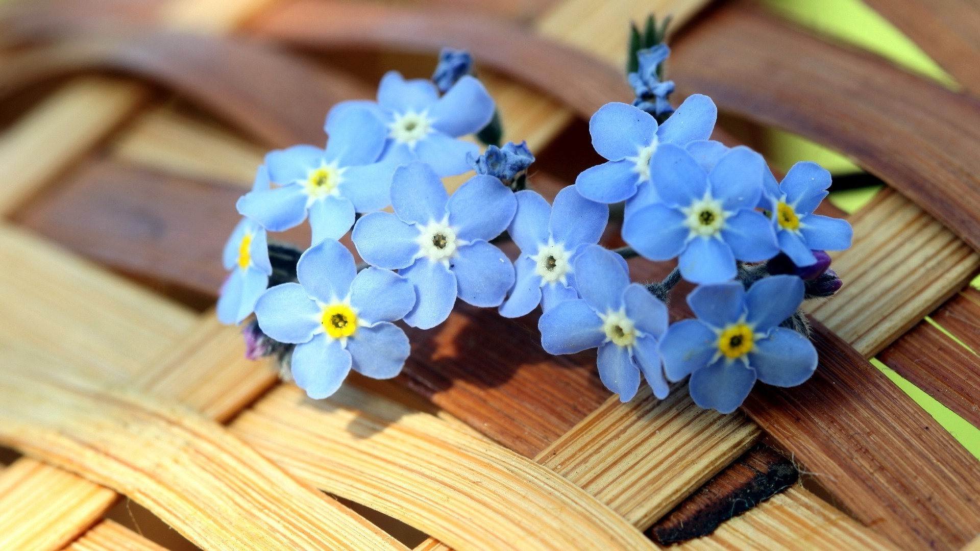 fiori fiore di legno natura flora di legno foglia petalo aromaterapia pasqua floreale estate bouquet di colore