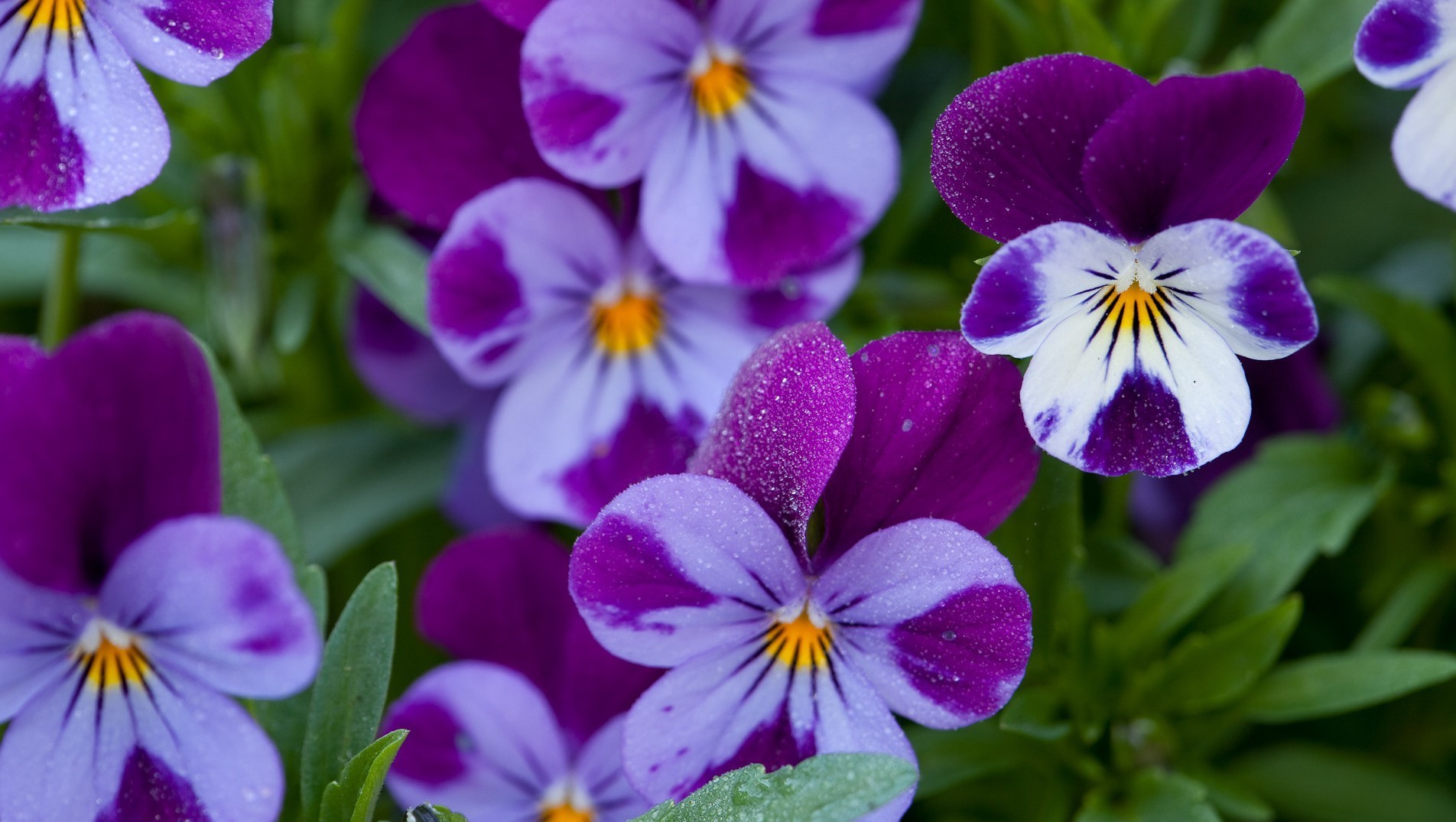 gros plan fleur nature floral bluming flore jardin violet pensée feuille pétale couleur viola lumineux été