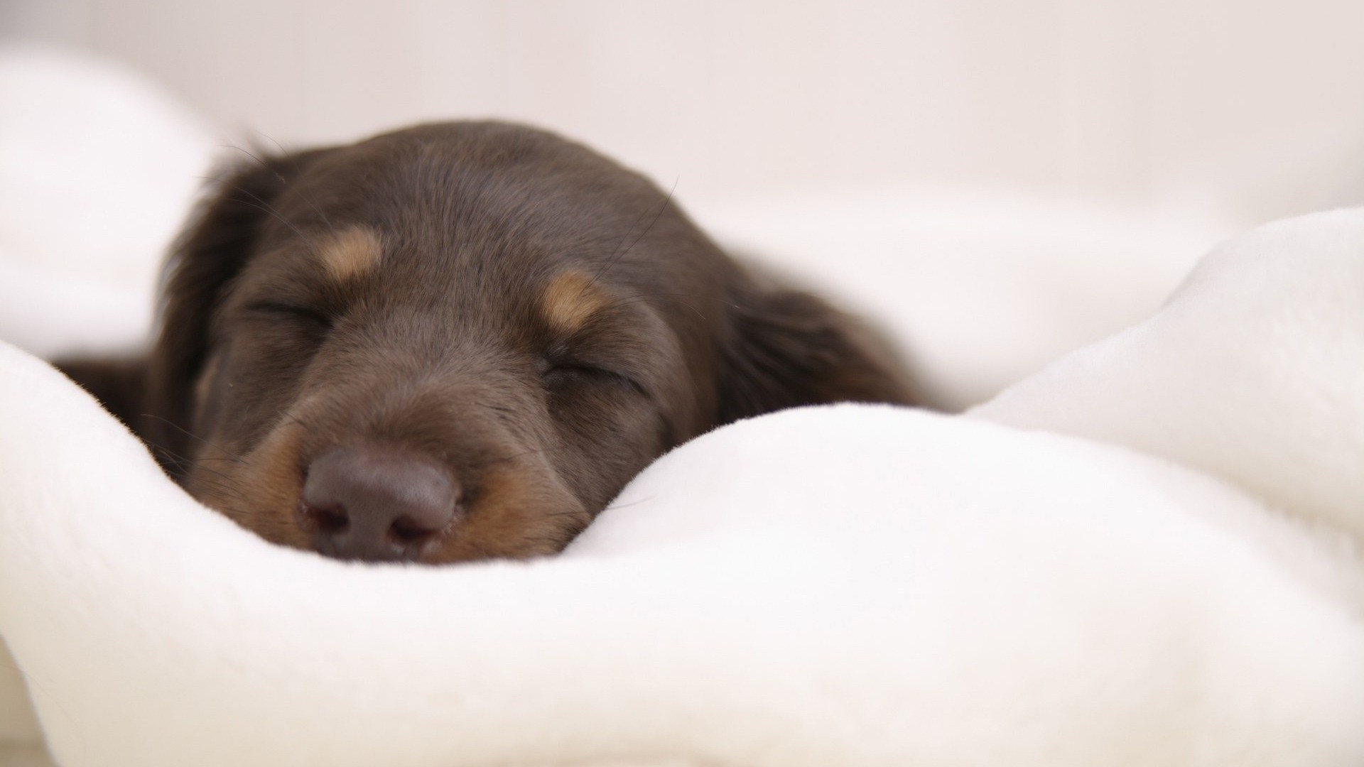 cães cão fofa animal de estimação mamífero animal retrato filhote de cachorro pouco cinegrafista bebê sono