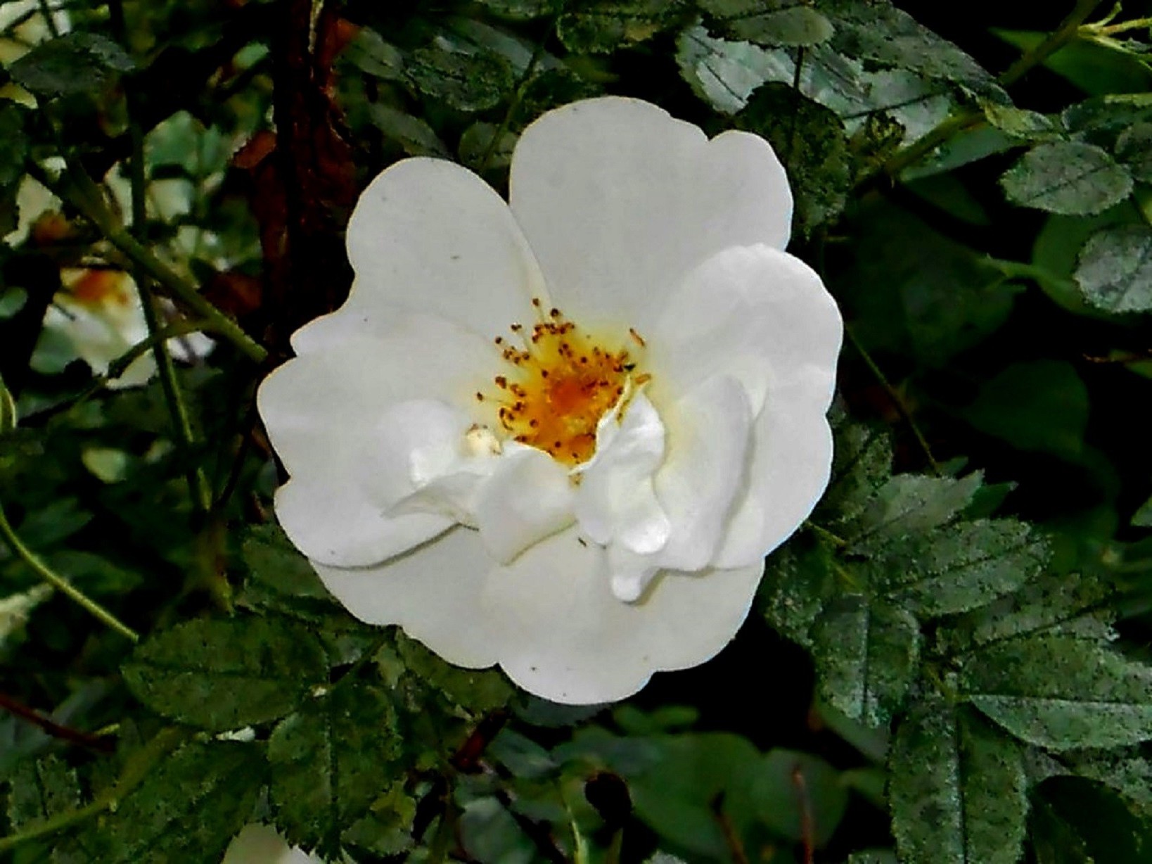 fleurs fleur nature flore feuille jardin bluming été floral couleur croissance rose pétale à l extérieur lumineux