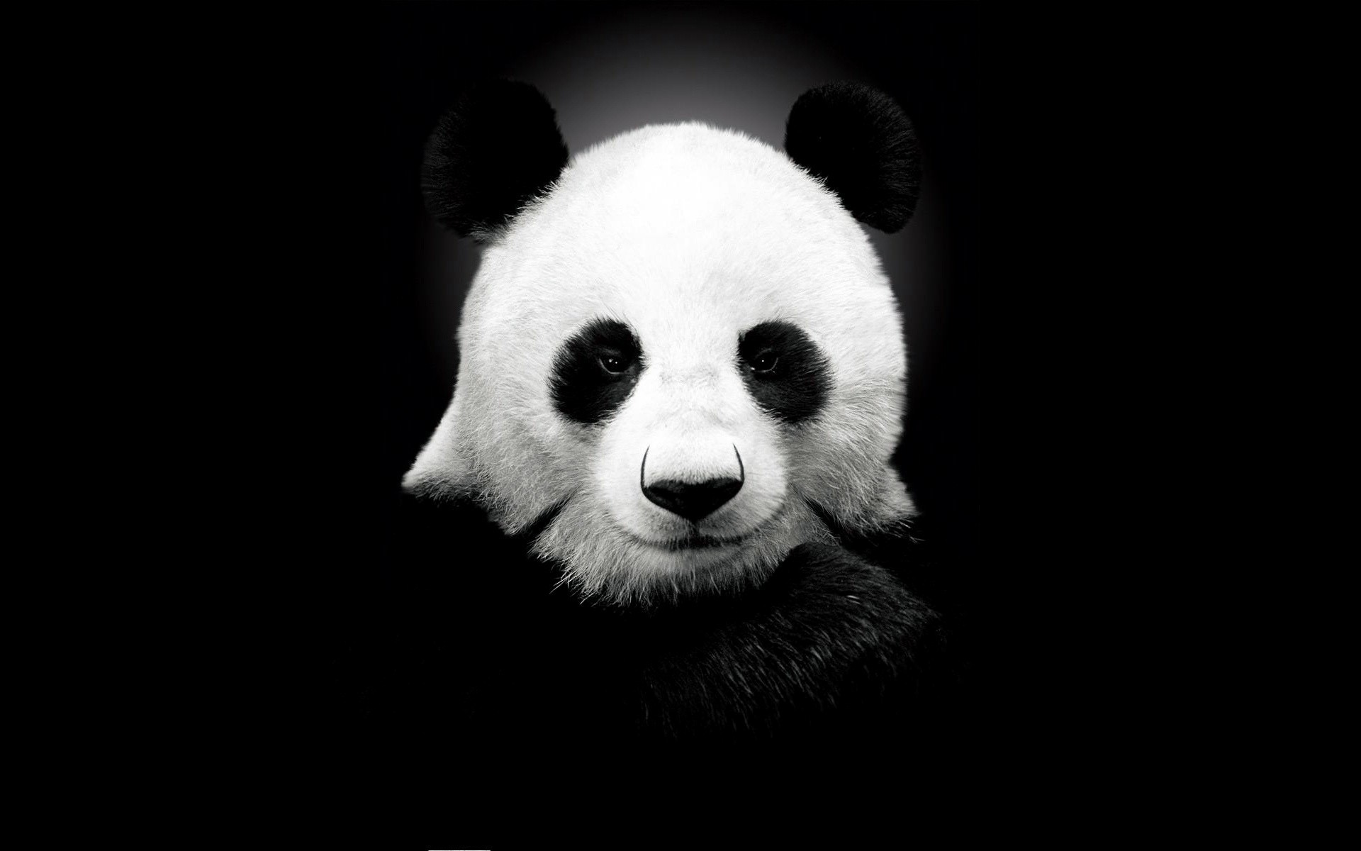  Panda  on a black  background Phone wallpapers 