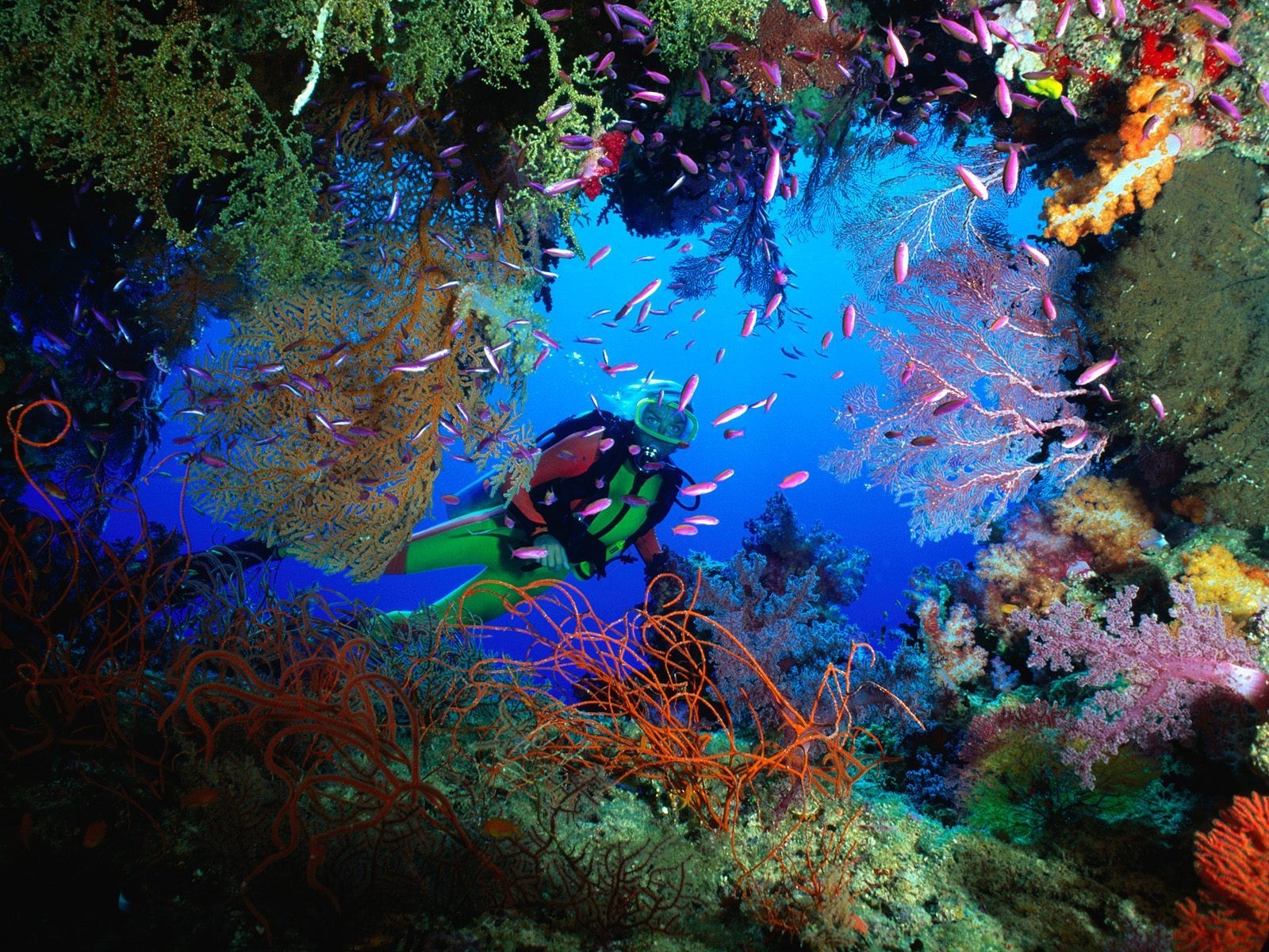 mar e oceano debaixo d água peixes coral recife oceano água mergulho invertebrados snorkeling aquário