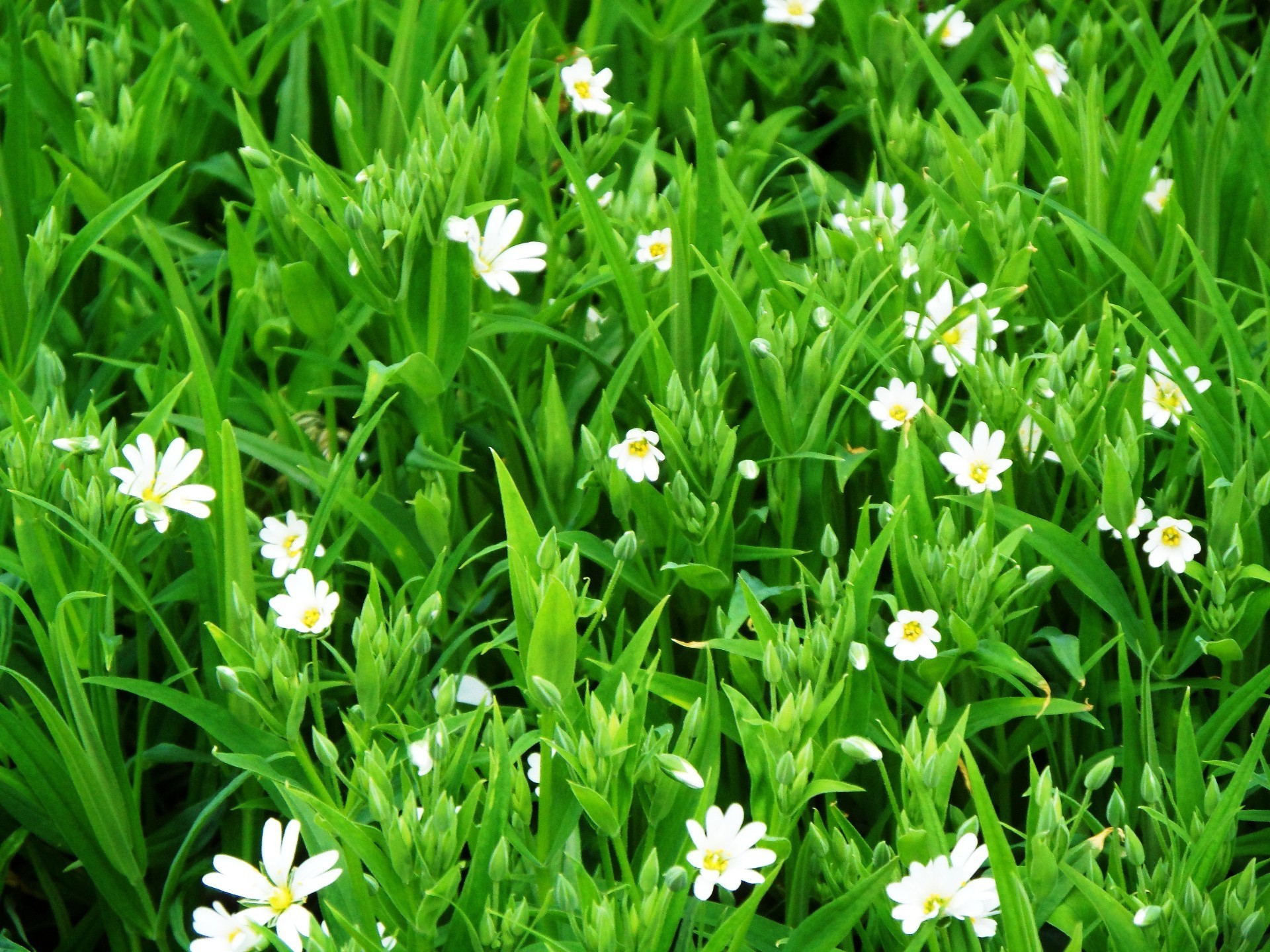 blumen gras heu flora blume sommer natur garten rasen feld blatt gutes wetter jahreszeit mittwoch ostern hell wachstum sonne blumen frische