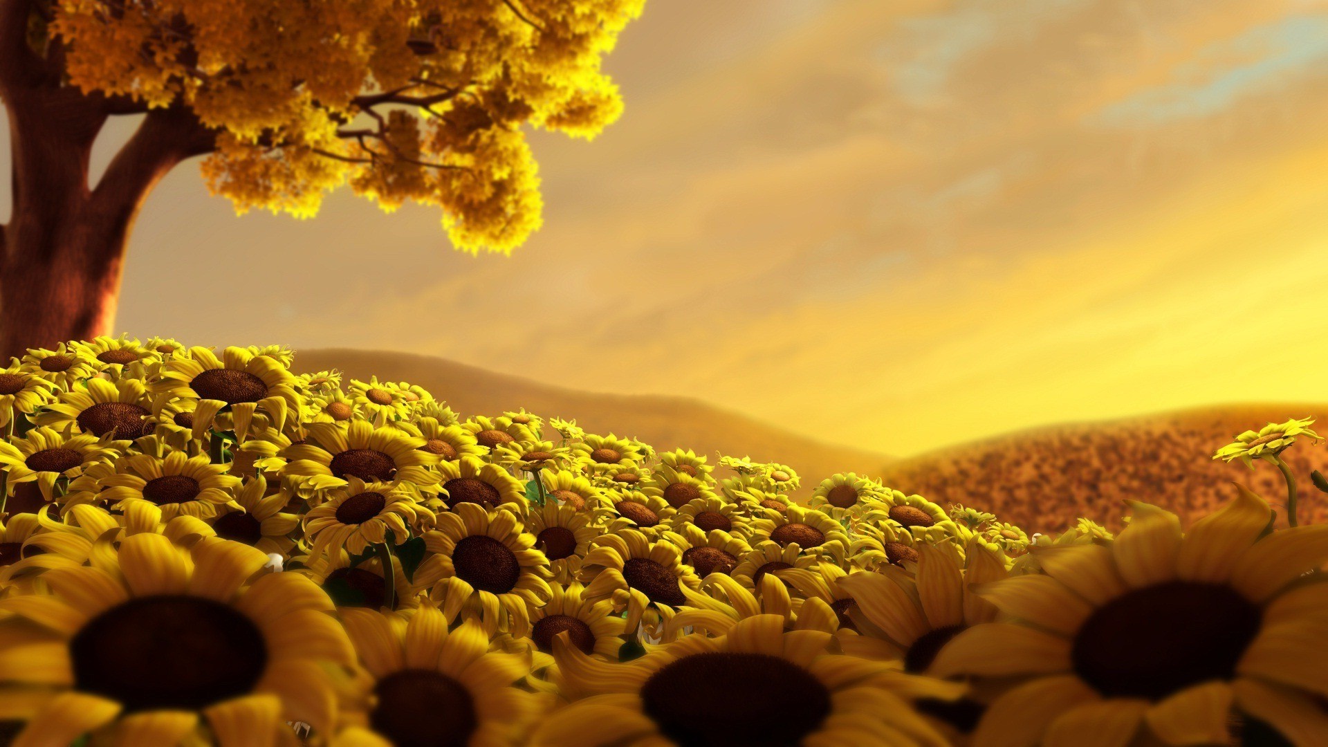 flowers nature sun flora summer dawn color outdoors flower beautiful desktop