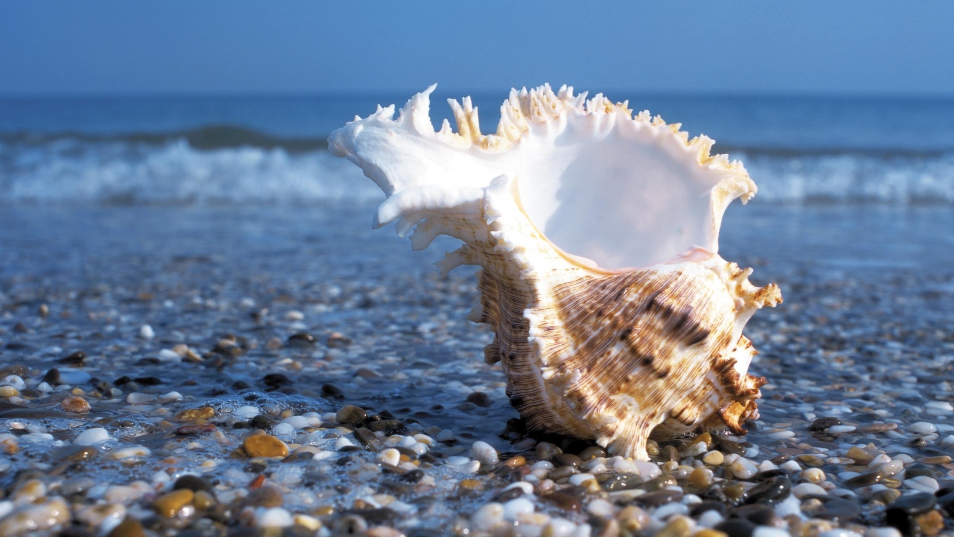 sea and ocean beach seashore sea ocean water sand shore nature seashell shell seaside summer travel tropical marine vacation wave sky sun